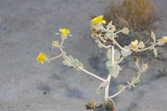 Mentzelia leucophylla