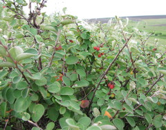 Cotoneaster alaunicus