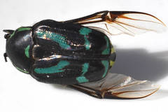 Chlorobapta frontalis
