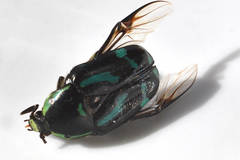 Chlorobapta frontalis