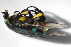 Chlorobapta frontalis