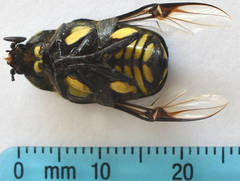 Chlorobapta frontalis