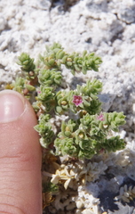 Nitrophila mohavensis