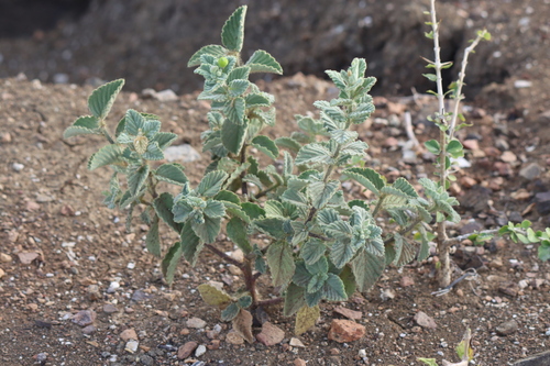 Piriqueta racemosa observed 2026-04-27