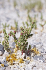 Nitrophila mohavensis