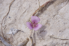 Calochortus striatus