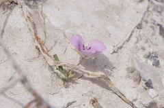 Calochortus striatus