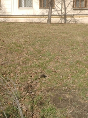 Sturnus vulgaris