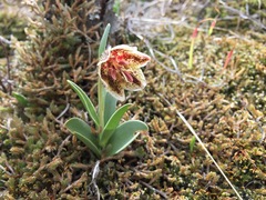 Fritillaria purdyi