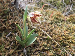 Fritillaria purdyi