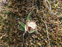 Fritillaria purdyi