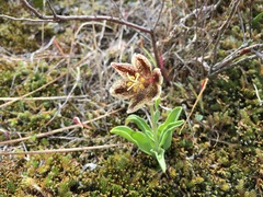 Fritillaria purdyi