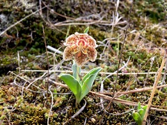Fritillaria purdyi