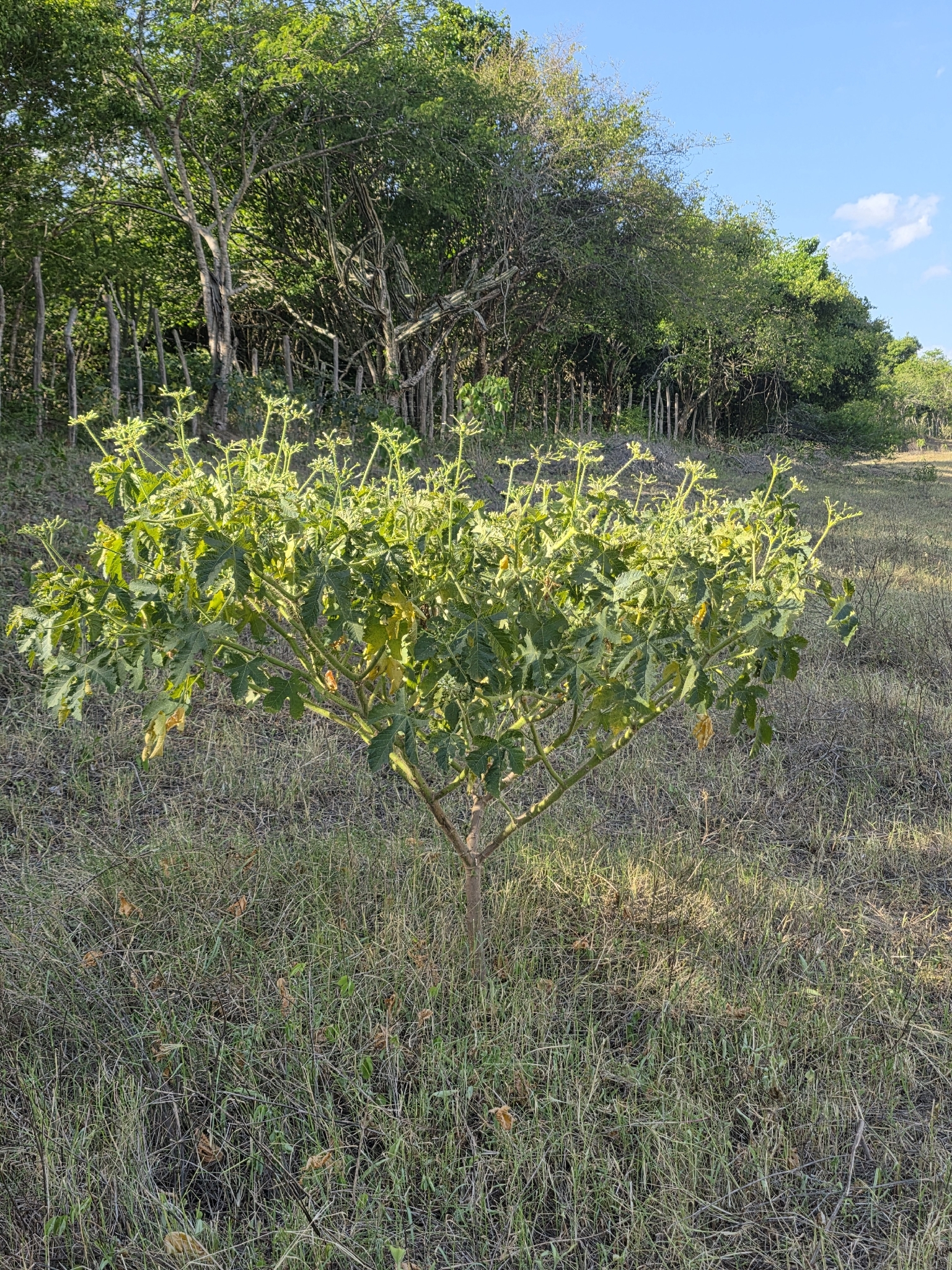 Cnidoscolus urens