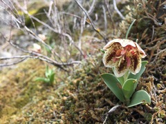 Fritillaria purdyi