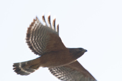 Buteo lineatus