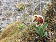 Fritillaria purdyi