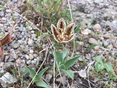 Fritillaria purdyi