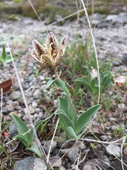 Fritillaria purdyi
