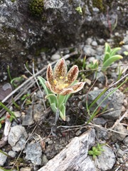 Fritillaria purdyi