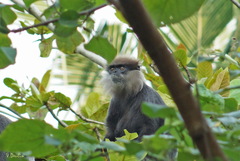 Semnopithecus vetulus