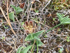 Fritillaria purdyi
