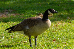 Branta hutchinsii