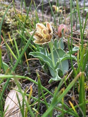 Fritillaria purdyi