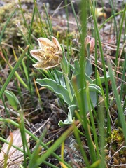 Fritillaria purdyi