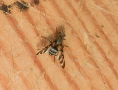 Tritoxa pollinosa