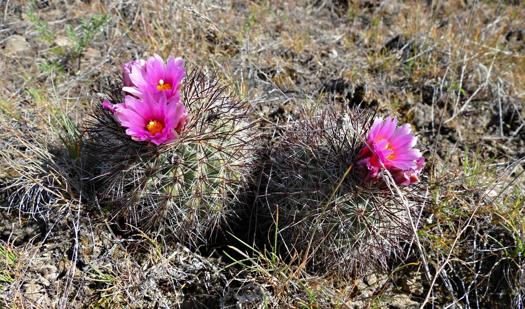 Columbia cactus sale pink