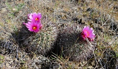 Pediocactus nigrispinus