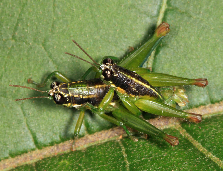 Liebermannacris dorsualis