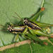 Liebermannacris dorsualis - Photo (c) Tom Murray, μερικά δικαιώματα διατηρούνται (CC BY-NC), uploaded by Tom Murray