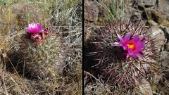 Pediocactus nigrispinus
