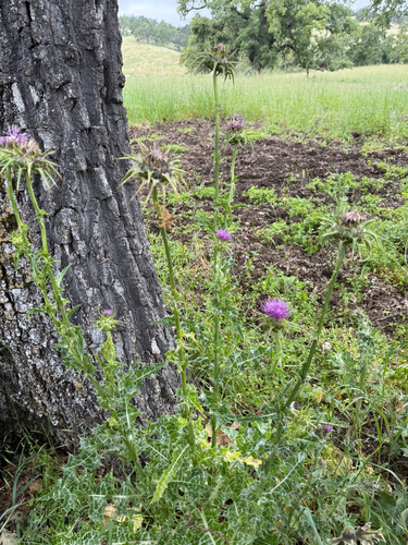 iNaturalist observation photo of milk thistle
