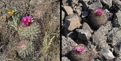 Pediocactus nigrispinus