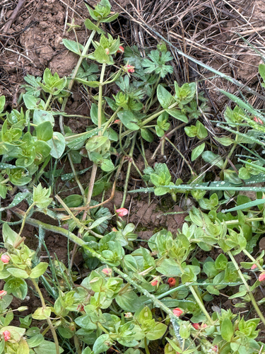 iNaturalist observation photo of scarlet pimpernel