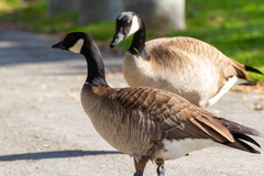 Branta hutchinsii