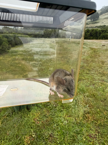 iNaturalist observation photo of North American Deer Mice