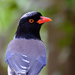 Red-billed Blue-Magpie - Photo (c) 57Andrew, some rights reserved (CC BY-NC-ND)