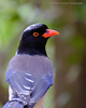 Red-billed Blue-Magpie - Photo (c) 57Andrew, some rights reserved (CC BY-NC-ND)