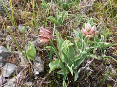 Fritillaria purdyi