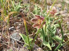 Fritillaria purdyi