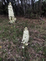 Stenanthium texanum