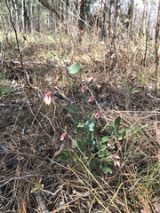 Vaccinium tenellum