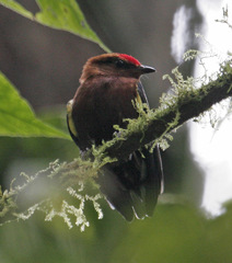 Machaeropterus deliciosus