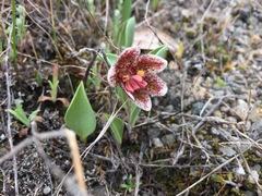 Fritillaria purdyi