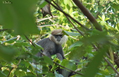 Semnopithecus vetulus