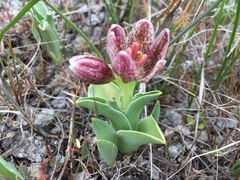 Fritillaria purdyi